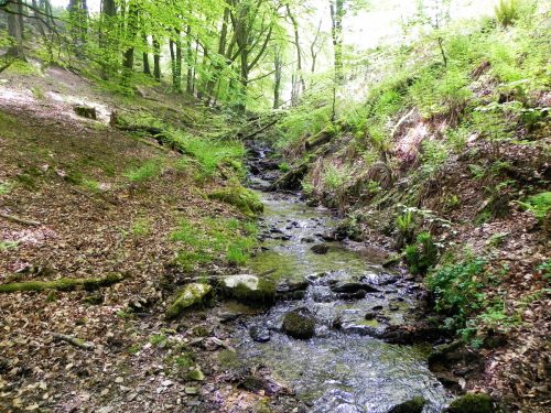 30.-Flowing-through-Old-Stowey-Wood-13