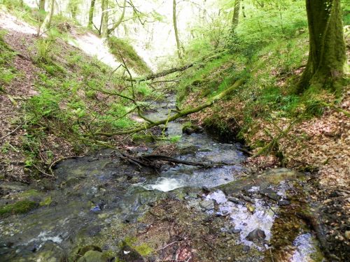 30.-Flowing-through-Old-Stowey-Wood-14