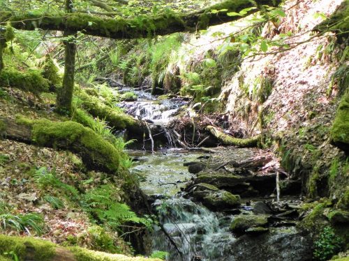 30.-Flowing-through-Old-Stowey-Wood-16
