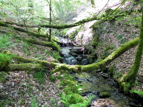30.-Flowing-through-Old-Stowey-Wood-17