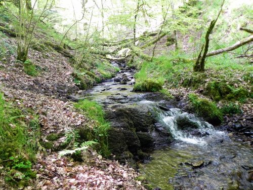 30.-Flowing-through-Old-Stowey-Wood-18