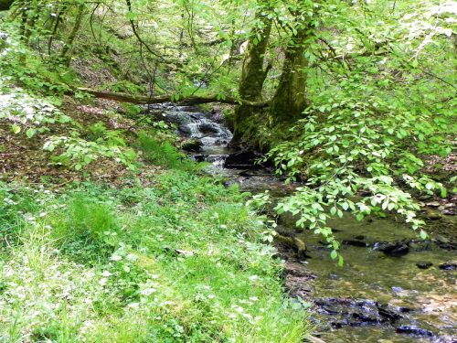 30.-Flowing-through-Old-Stowey-Wood-19