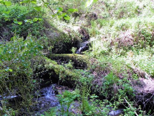 30.-Flowing-through-Old-Stowey-Wood-20