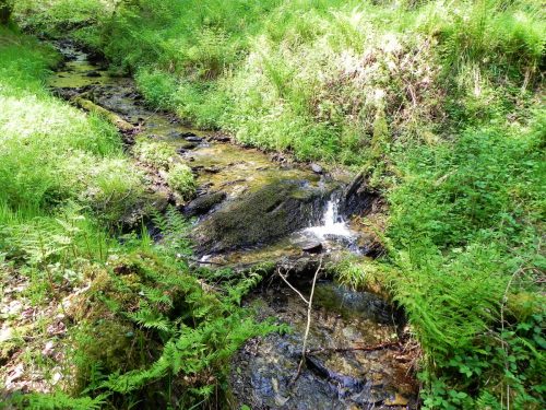 30.-Flowing-through-Old-Stowey-Wood-21