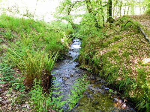 30.-Flowing-through-Old-Stowey-Wood-22