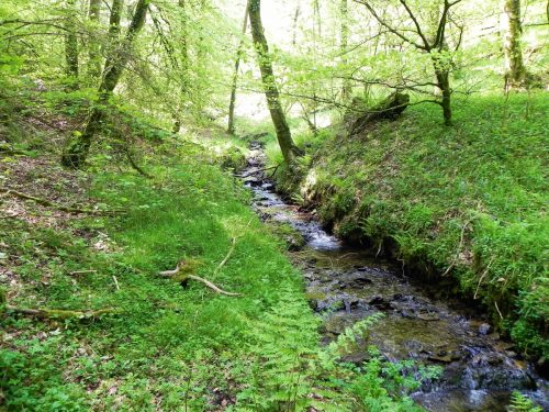 30.-Flowing-through-Old-Stowey-Wood-23