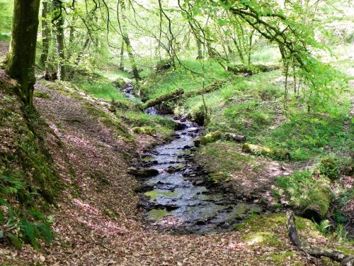 30.-Flowing-through-Old-Stowey-Wood-24
