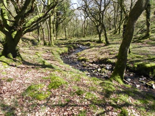 31.-Flowing-through-Bromham-Wood