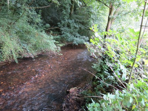 31.-Flowing-through-Clover-Close-Copse