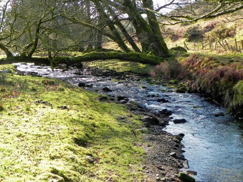 32.-Flowing-below-Furzehill-Common-2