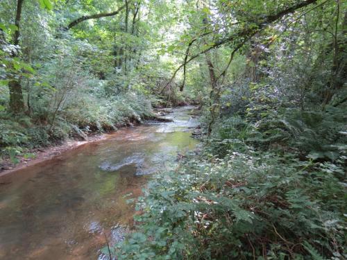 32.-Flowing-through-Clover-Close-Copse