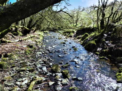 32.-Stream-from-Molland-Common-flowing-to-join-Danes-Brook-2