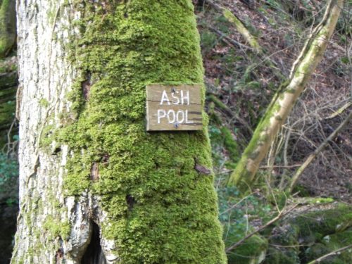 33.-Ash-Pool