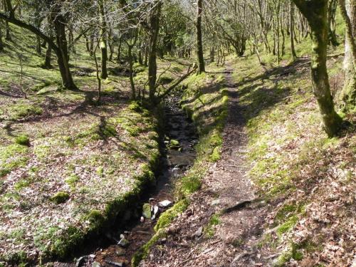 33.-Flowing-through-Bromham-Wood