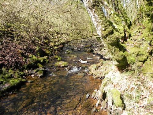 33.-Stream-from-Molland-Common-flowing-to-join-Danes-Brook-2