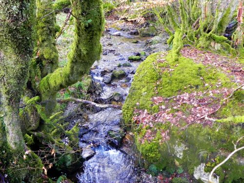 34.-Downstream-from-Ash-Combe-2
