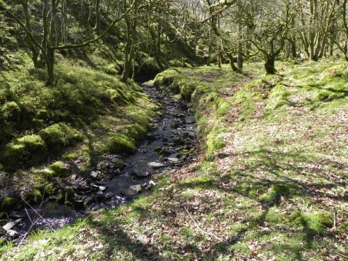 34.-Flowing-through-Bromham-Wood