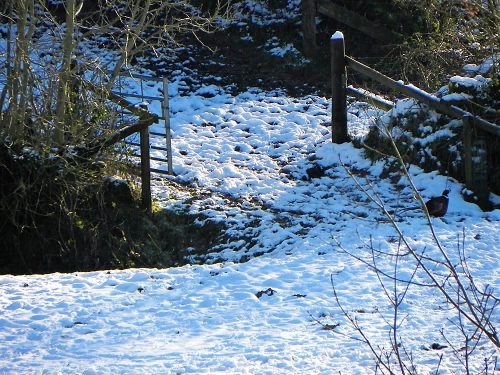 34.-Riscombe-House-Footbridge-2