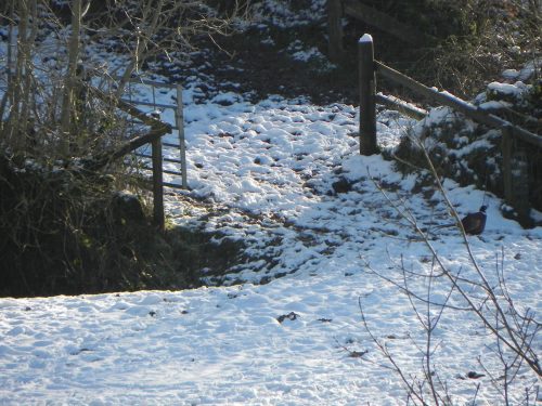 34.-Riscombe-House-Footbridge