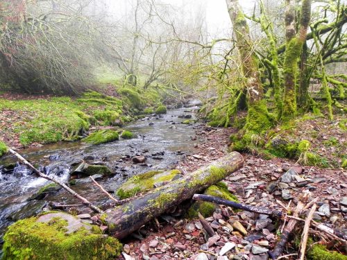 34.-Upstream-from-Aller-Combe-2