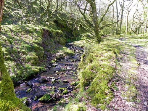 36.-Flowing-through-Bromham-Wood-2