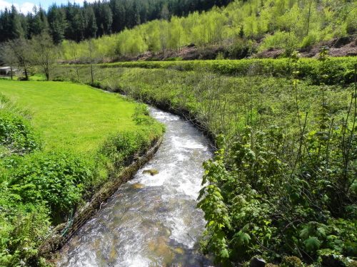 36.-Looking-upstream-from-Slowley-Wood-ROW-Bridge-3125-2