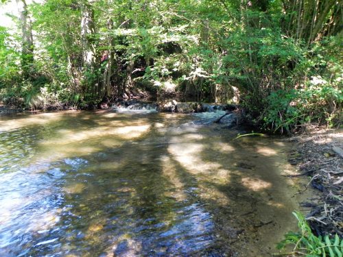 36.-Looking-upstream-from-Tuck-Mill-Copse-footbridge-2