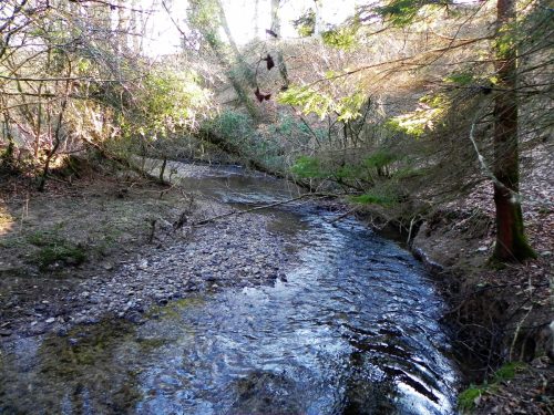 37.-Downstream-from-ROW-BRidge-3217-2