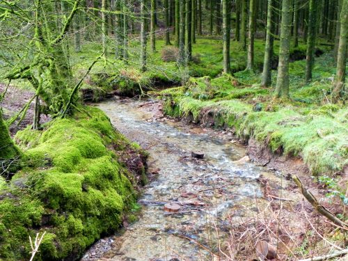 37.-Flowing-through-Beatland-Plantation-2
