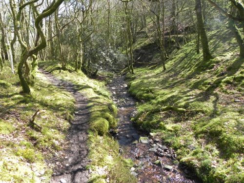 37.-Flowing-through-Bromham-Wood