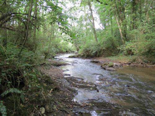 37.-Flowing-through-Weir-Copse