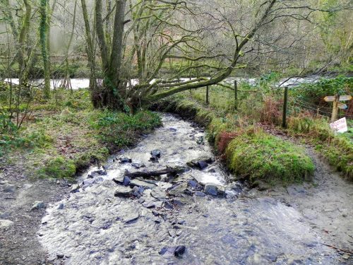37.-Tributary-Stream-from-Knaplock-Wood-2