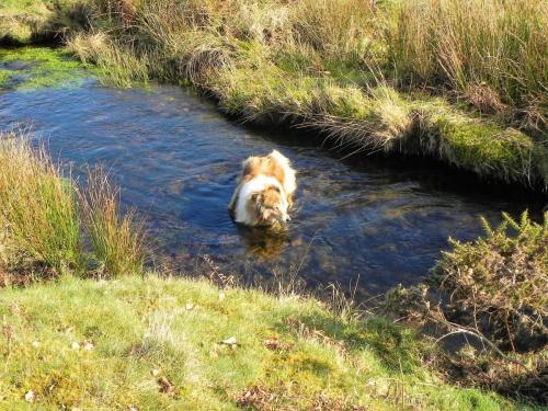 38.-Dog-swimming-in-Three-Combes-Foot-2