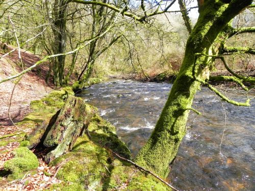 38.-Downstream-from-Venford-Bridge-2