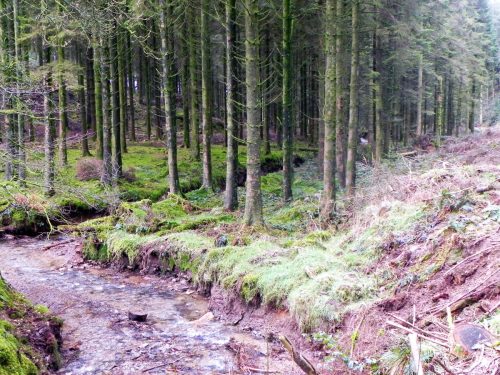 38.-Flowing-through-Beatland-Plantation-2