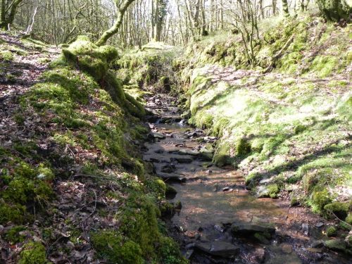 38.-Flowing-through-Bromham-Wood