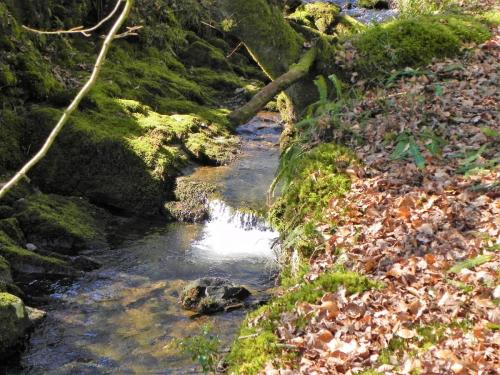 38.-Stream-from-Molland-Common-flowing-to-join-Danes-Brook-3