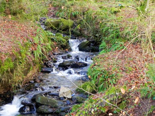 38.-Tributary-Stream-from-Knaplock-Wood-2