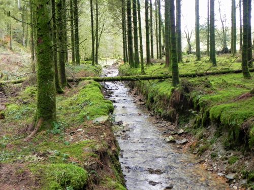 39.-A-natural-bridge-Beatland-Plantation-2