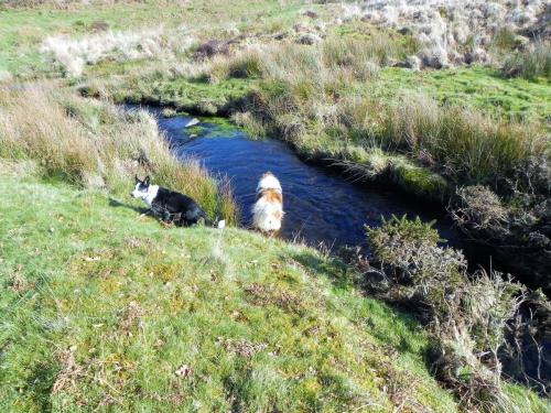 39.-Dog-swimming-in-Three-Combes-Foot-2