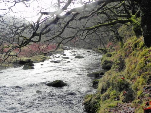 39.-Flowing-through-Yealscombe-Wood-2