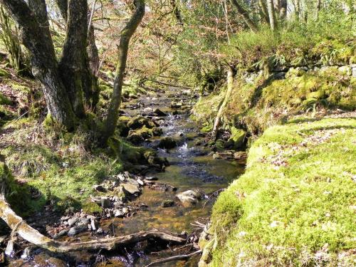 39.-Stream-from-Molland-Common-flowing-to-join-Danes-Brook-2