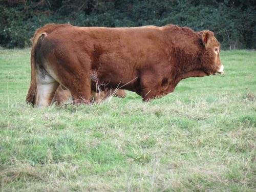 4.-Bull-near-Bathpool