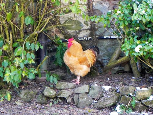 4.-Cockerel-by-Riscombe-2