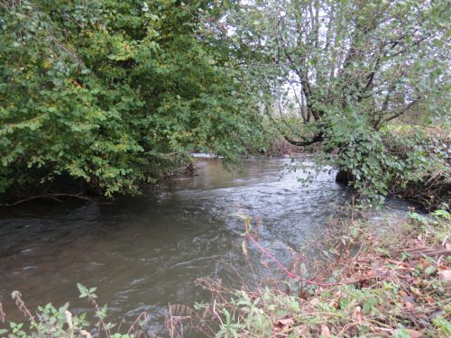 4.-Downstream-from-Wellisford-Manor-Weir-10