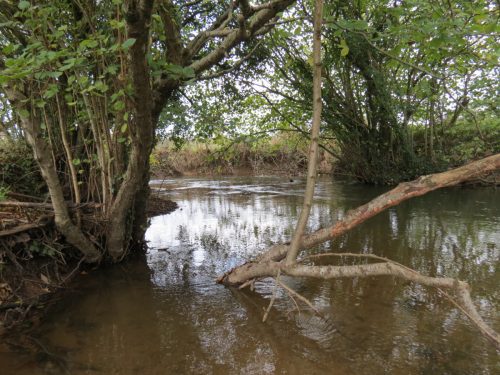 4.-Downstream-from-Wellisford-Manor-Weir-12