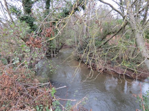 4.-Downstream-from-Wellisford-Manor-Weir-2