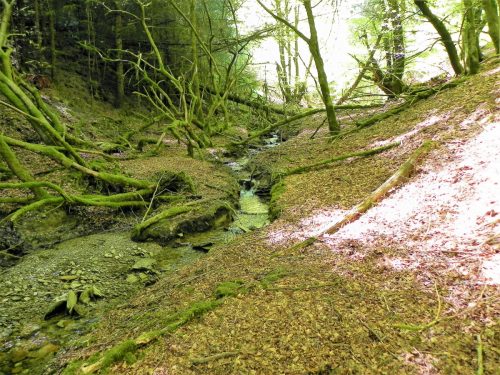 4.-Forest-floor-Kennisham-Hill-14
