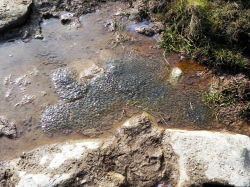 4.-Frog-Spawn-in-puddle-below-Hoaroak-Hill-2