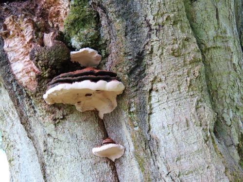 4.-Fungi-on-tree-above-River-Tone-near-Lower-Beverton-2